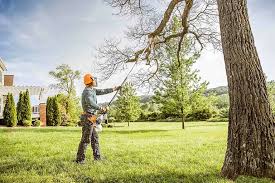 Lawn Renovation and Restoration in Bellwood, VA